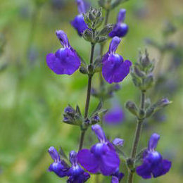 salvia microphylla victoria blue-vivisal